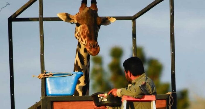 VIDEOS: ¡Travesía de la jirafa Benito terminó! Tras más de 30 horas, el ejemplar llegó a su nuevo hogar