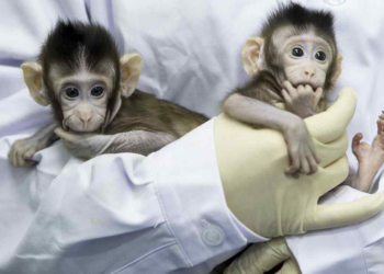Científicos chinos clonan con éxito un mono rhesus 