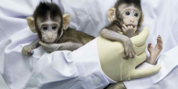 Científicos chinos clonan con éxito un mono rhesus 
