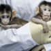 Científicos chinos clonan con éxito un mono rhesus 