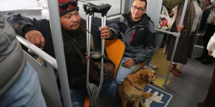 MetroRed: Cómo tramitar la tarjeta de traslados gratuitos y quién puede acceder a ella en SLP
