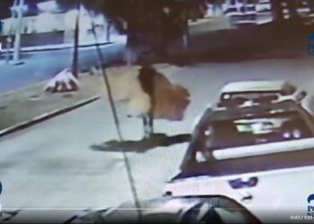 #LordOsitos… maleante se roba tres osos de peluche gigantes de tienda en la colonia Polanco en la capital potosina
