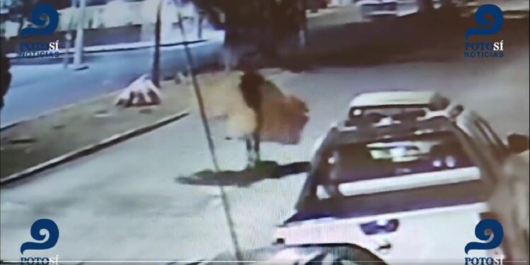 #LordOsitos… maleante se roba tres osos de peluche gigantes de tienda en la colonia Polanco en la capital potosina