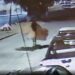 #LordOsitos… maleante se roba tres osos de peluche gigantes de tienda en la colonia Polanco en la capital potosina