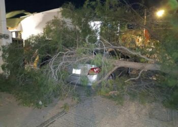 Qué hacer ante una emergencia por las fuertes ráfagas de viento que azotan SLP