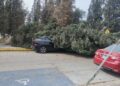 VIDEO: Árbol a punto de caerse en el CAM Manuel López Dávila
