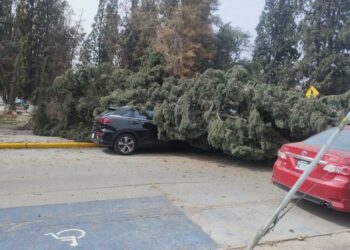 VIDEO: Árbol a punto de caerse en el CAM Manuel López Dávila