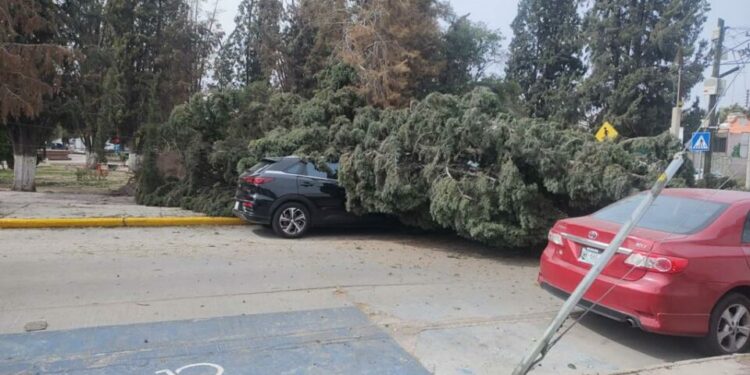 VIDEO: Árbol a punto de caerse en el CAM Manuel López Dávila
