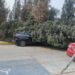 VIDEO: Árbol a punto de caerse en el CAM Manuel López Dávila