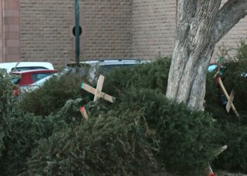 ¡No tires tu árbol de Navidad natural! Habilitan centros de acopio en SLP para un ciclo sustentable