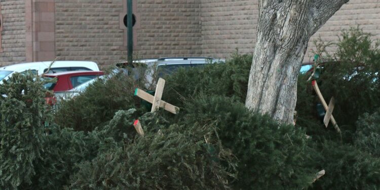 ¡No tires tu árbol de Navidad natural! Habilitan centros de acopio en SLP para un ciclo sustentable