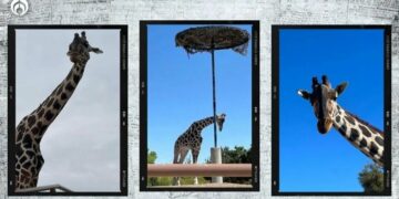 El drama de la jirafa Benito: Africam Safari le abre sus puertas… grilla se las cierra