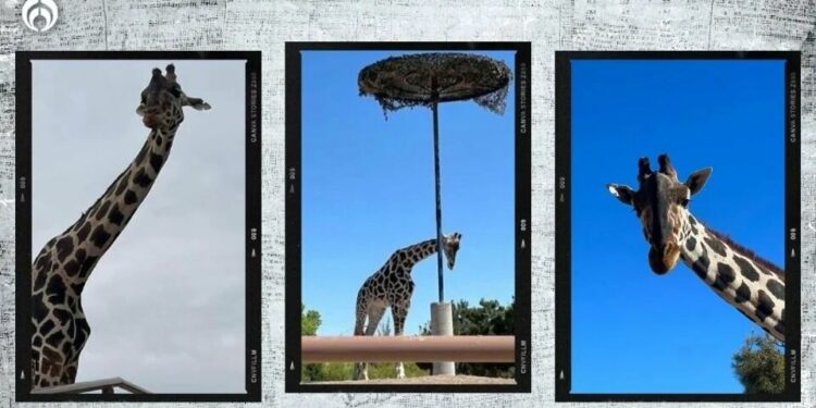 El drama de la jirafa Benito: Africam Safari le abre sus puertas… grilla se las cierra