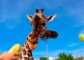 VIDEO: Africam Safari: ¿Quién es su director y cómo salvó a la jirafa Benito?
