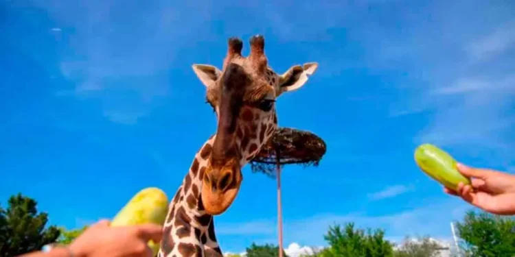 VIDEO: Africam Safari: ¿Quién es su director y cómo salvó a la jirafa Benito?