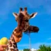 VIDEO: Africam Safari: ¿Quién es su director y cómo salvó a la jirafa Benito?