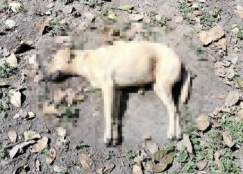 Denuncian envenenamiento de perros y gatos en Ciudad Valles