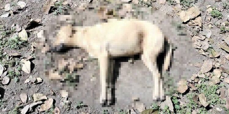 Denuncian envenenamiento de perros y gatos en Ciudad Valles