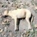 Denuncian envenenamiento de perros y gatos en Ciudad Valles