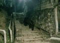 Detectan un jaguar deambulando en calles de Tancanhuitz en la huasteca potosina