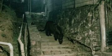 Detectan un jaguar deambulando en calles de Tancanhuitz en la huasteca potosina