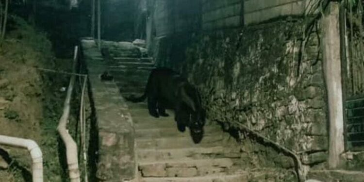 Detectan un jaguar deambulando en calles de Tancanhuitz en la huasteca potosina