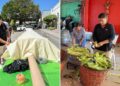 ¡Afila el diente! Preparan en Rioverde, SLP, elote gigante que mide 12 metros