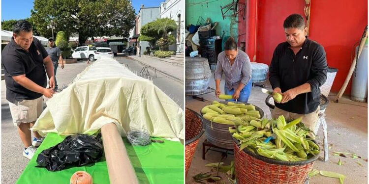 ¡Afila el diente! Preparan en Rioverde, SLP, elote gigante que mide 12 metros