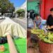 ¡Afila el diente! Preparan en Rioverde, SLP, elote gigante que mide 12 metros