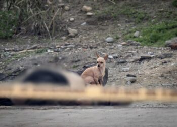 Perrito acompaña cadáver de su dueño e impide que se le acerquen
