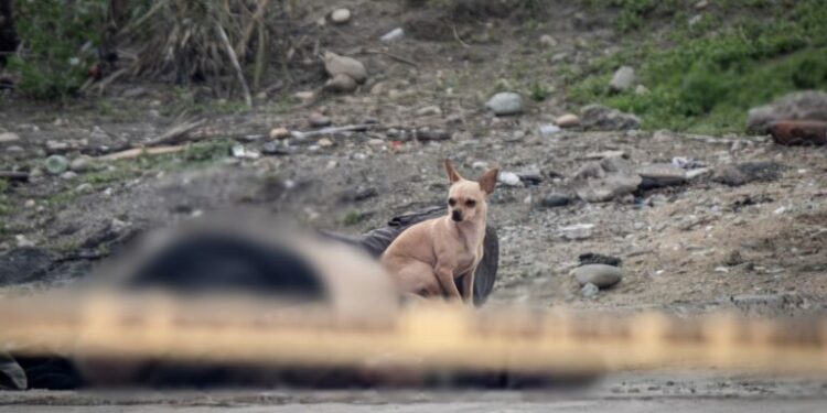 Perrito acompaña cadáver de su dueño e impide que se le acerquen