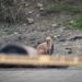 Perrito acompaña cadáver de su dueño e impide que se le acerquen