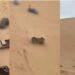 VIDEO: Fuerte video del accidente en las dunas de Sonora