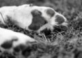 Perritos asesinados en Xochimilco: Esto sabemos de los 25 lomitos encontrados en Bosque Nativitas