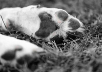 Perritos asesinados en Xochimilco: Esto sabemos de los 25 lomitos encontrados en Bosque Nativitas