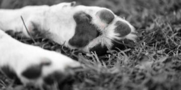 Perritos asesinados en Xochimilco: Esto sabemos de los 25 lomitos encontrados en Bosque Nativitas