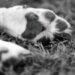 Perritos asesinados en Xochimilco: Esto sabemos de los 25 lomitos encontrados en Bosque Nativitas