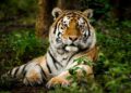 VIDEO: Hallan tigre decapitado en zona turística de Valle de Bravo