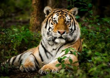 VIDEO: Hallan tigre decapitado en zona turística de Valle de Bravo