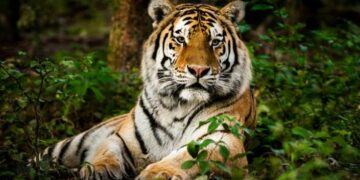 VIDEO: Hallan tigre decapitado en zona turística de Valle de Bravo