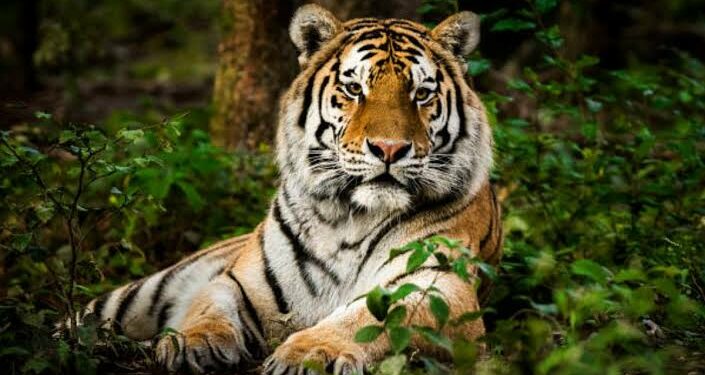 VIDEO: Hallan tigre decapitado en zona turística de Valle de Bravo