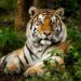 VIDEO: Hallan tigre decapitado en zona turística de Valle de Bravo