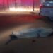 Con arma blanca matan a un hombre en la Progreso
