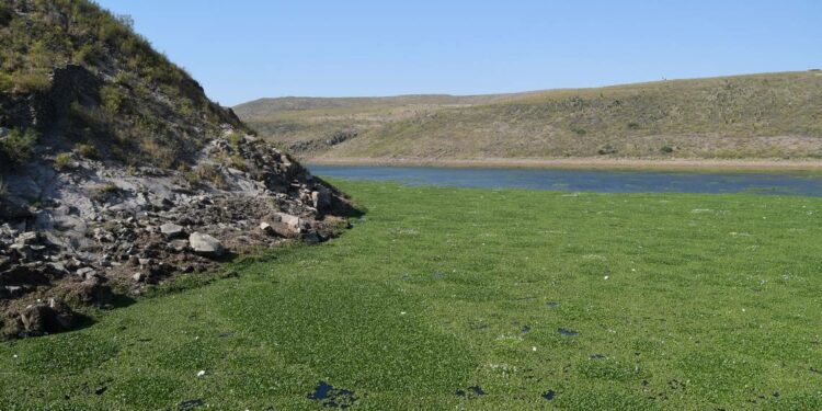 Tribunal federal ordena limpiar el lirio acuático de la presa San José