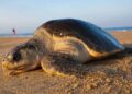 Mueren ocho niños tras comer carne de tortuga