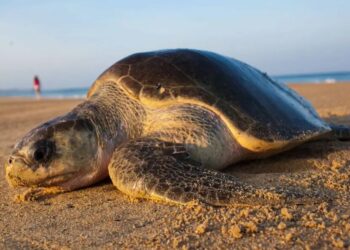 Mueren ocho niños tras comer carne de tortuga