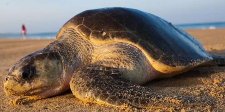 Mueren ocho niños tras comer carne de tortuga