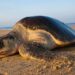 Mueren ocho niños tras comer carne de tortuga