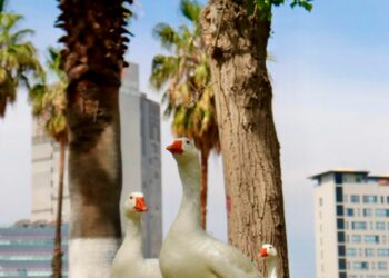 Domingo parcialmente nublado en la capital potosina