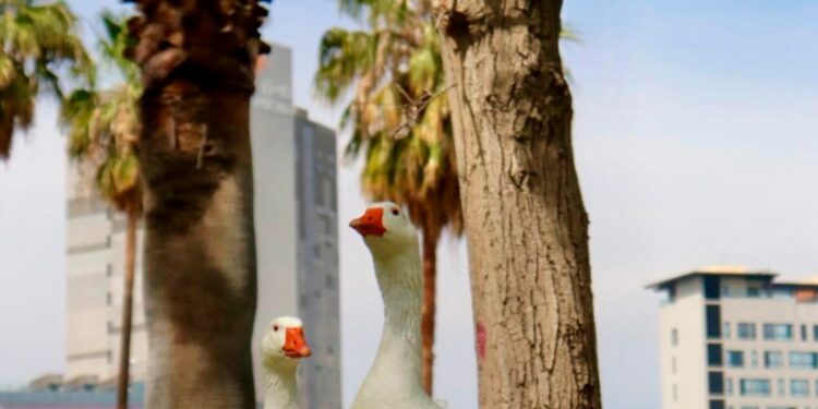 Domingo parcialmente nublado en la capital potosina